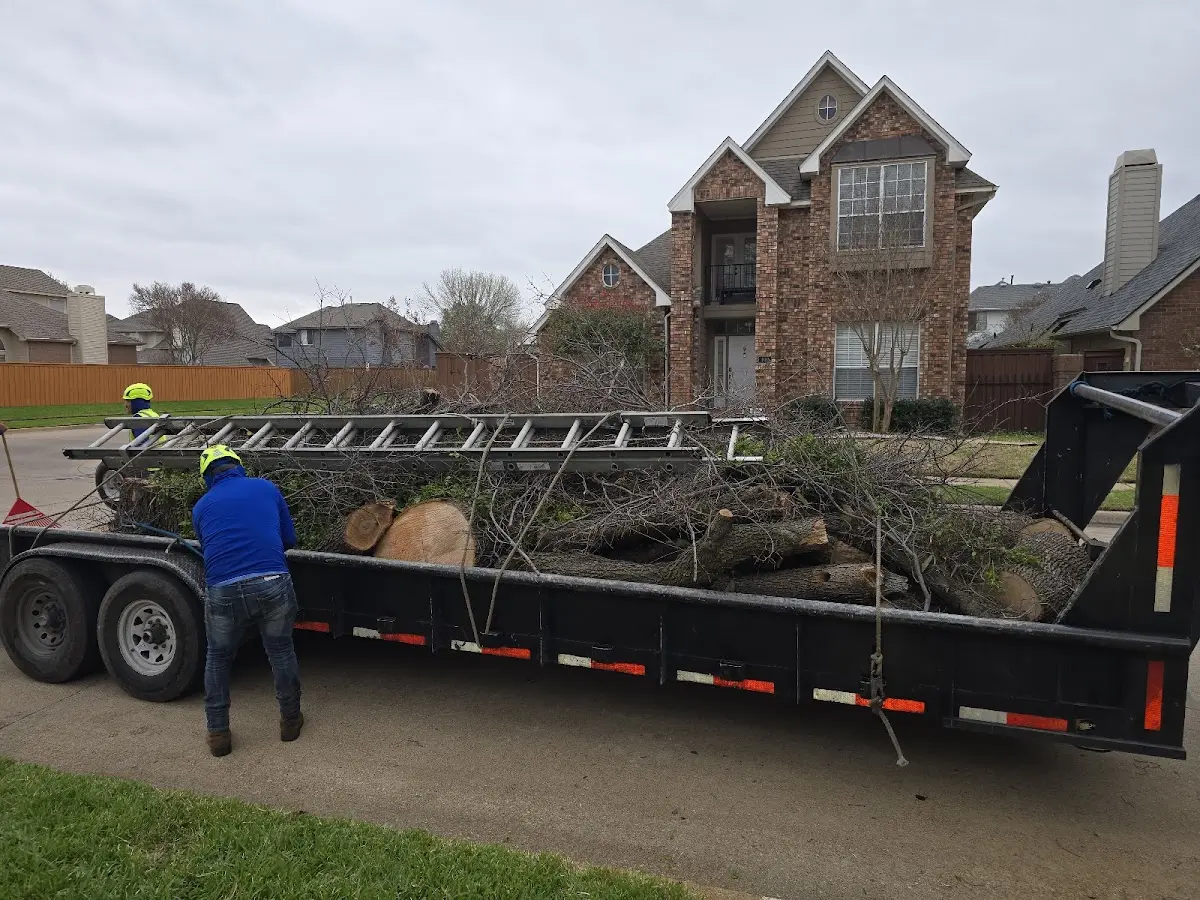 Expert Tree Fertilization with proper safety equipment in Rule